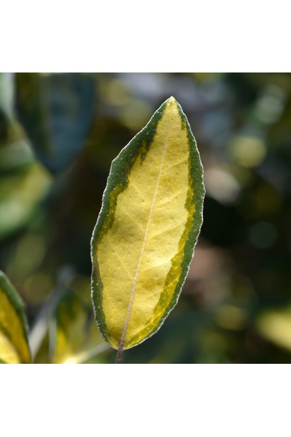 Elaeagnus ebbingei `Limelight`